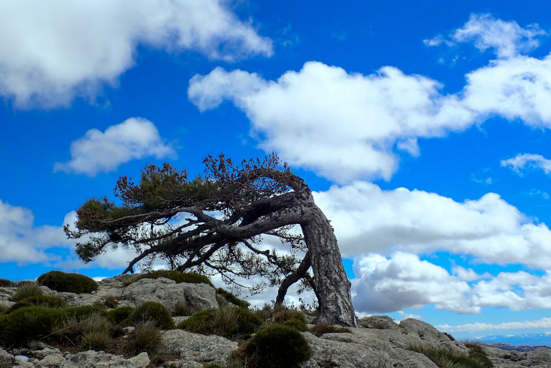 Pinus nigra. Pino laricio. Pino salgareño. Parque Natural de Castril